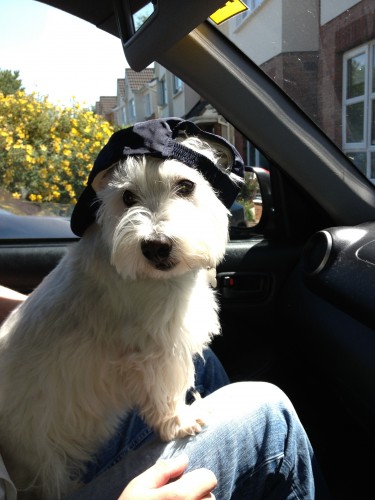 Arthur all set for his day trip :-)