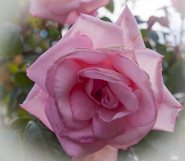 Pretty pink rose